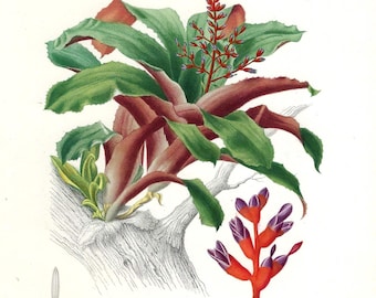 Grabado botánico antiguo original de 1849. Arte mural tropical. Obra de arte floral vintage. Decoración para el hogar y el jardín. Historia natural de D'Orbigny.