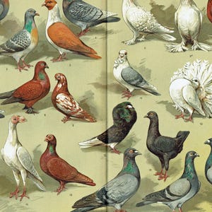 1903 - Stampa d'epoca di piccione, razze domestiche di fantasia, antica stampa di piccione da parete, piatto di uccello d'epoca, decorazione da parete, opera d'arte di uccelli, poster di piccione