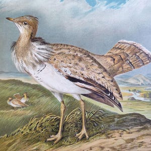 1897 MACQUEEN&#39;S BUSTARD Print Antique Bird Print Birdwatcher Gift Ornithology Print Art Original Bird Lithograph Home Decor Naumann Print