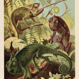 1903 Vintage CHAMELEONS Print Antique Amphibian Print Chameleon Poster Vintage Chamaleon Print Gift Animals Print Wall Art