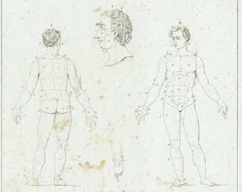 1828 - Opera d'arte antica di anatomia umana, stampa medica, decorazione murale clinica, arte anatomica, muscoli, poster vintage, decorazione clinica