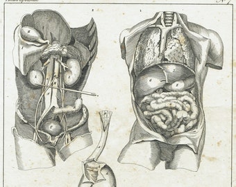 1828 Antique ANATOMY print. Decorative anatomy print. Human body vintage. Original clinic decor. Doctor gift print. 196 Years old print