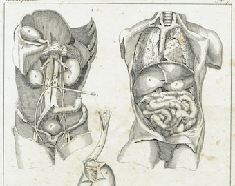 1828 Anatomical Print Antique Human Body Wall Art Anatomy Artwork Doctor Gift Print Office Decor Clinic Art Print 197 Years Old