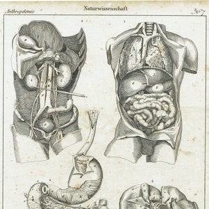 1828 Anatomical Print Antique Human Body Wall Art Anatomy Artwork Doctor Gift Print Office Decor Clinic Art Print 197 Years Old