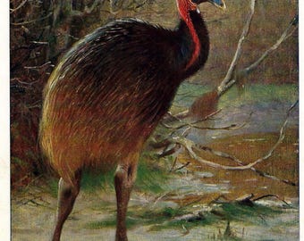1901 Antique Exotic Bird Print - Northern Cassowary Lithograph - Rare Land Bird Wall Art - Tropical Birding Decor - Jungle Bird Gallery Wall