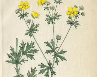 1824 Antique Potentilla Argentea Print Botanical Art Print Vintage Botanic Wall Decor Hand Colored Yellow Flower Collectible Wall Art Gift
