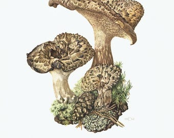1960 Not Edible Mushroom Print Vintage Botanical Wall Art Victorian Fungi Illustration Kitchen Decor Forest kitchen Poster