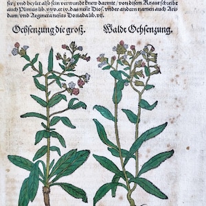 1560年頃のアンティーク植物彫刻、アンティーク植物プリント、ヴィンテージ手彩色植物、ドイツ植物学壁アート、花好きのアートワーク、ホームデコレーション