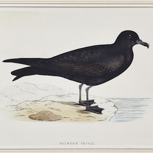1862 Bewer&#39;s Petrel Bird. Original Rev. F.O Morris print. Hand colored print. A History Of British Birds. Antique bird print 163 Years Old