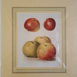 1891 - Stampa di frutta vintage, antica stampa da parete per cucina, mele, pesche, poster, arredamento per la casa, regalo per la mamma, opera d'arte di mele, stampa del coltivatore di frutta