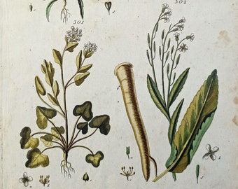 1804 - Grabado botánico antiguo, estilo vintage, decoración botánica para pared, flores antiguas, decoración del hogar, estampado botánico farmacéutico