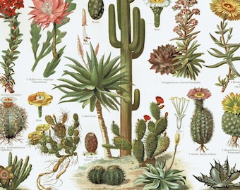 1893 Antique Lithograph of Cacti and Succulents Vintage Botanical Wall Art, Desert Plants, Agave, Aloe, Gardening Decor