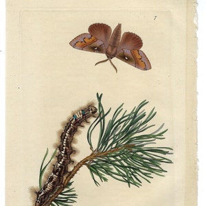 Impresión de mariposas de 1824, decoración de pared botánica vintage, decoración del hogar para amantes de las mariposas, arte vintage de polillas campestres, arte de pared floral estilo cabaña con insectos