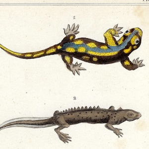 1836 Antik Salamander Druck Eidechse Liebhaber Geschenk Vintage Reptil Druck Original Geschenk Antike Eidechse Kunstwerk Salamander Poster