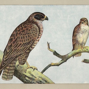 1907 Vintage BUZZARD Print Falconry Wall Art Vintage Bird Print Old Bird Of Prey Wall Decor Falconer Print Hawking Poster Gift for Falconer