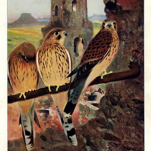 Stampa vintage di KESTREL EUROPEO del 1901, uccello rapace, arte murale vintage, decorazione murale di uccelli, regalo di arte della fauna selvatica, arredamento rustico per la casa, stampa Lodge per regalo