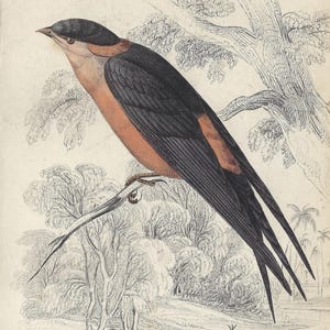Antik svalfågeltryck från 1837, handkolorerad gravyr, afrikansk fågelkonst, ornitologisamling, tavelvägg