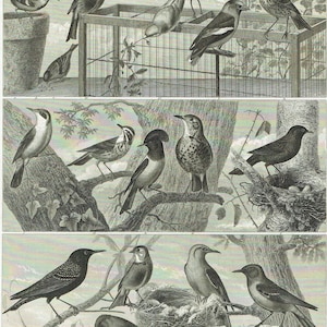 1849 GARTEN und SANGVÖGEL Druck Ornithologie Druck Original Antiker Druck Vogelliebhaber Geschenk Vogelbeobachter Wandkunst Vogel Nerd Wohndekor