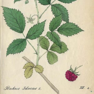 1824 Raspberry Antique Botanical Print Original Plant Wall Art Vintage Nature Decor Gift For Gardener or Naturalist Rustic Kitchen Decor