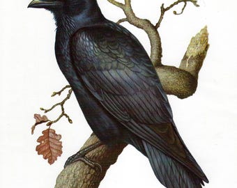 Common Raven Vintage Print Dark Bird Wall Art Gothic Decor Raven Artwork Cottagecore Gallery Wall