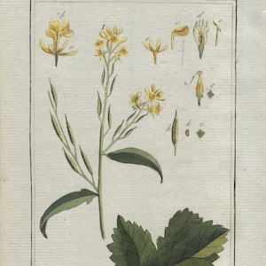 1796 SINAPIS NIGRA original hand colored antique botanical engraving from the 18th century - print, flowers, plants - Black mustard