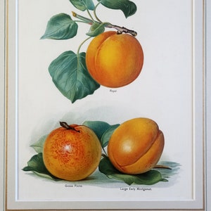 1891 PEACHES antique print. 19th Century home decor. Fruits print wall decor. Home decor Kitchen poster. The Fruit Grower&#39;s Guide