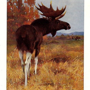 ALCE Stampa antica del 1901 Stampa ALCE Friedrich Wilhelm Kuhnert Litografia a colori Decorazione vintage Arte della fauna selvatica Regalo - Alces Machlis
