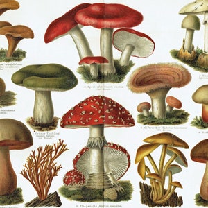1903 POISONOUS MUSHROOMS Print Antique Botanical Print Vintage Victorian Wall Kitchen Wall Art Mushrooms Wall Decor Kitchen Home Decor