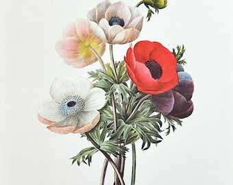 ピエール＝ジョゼフ・ルドゥーテ作「花のラファエロ」のプレミアム