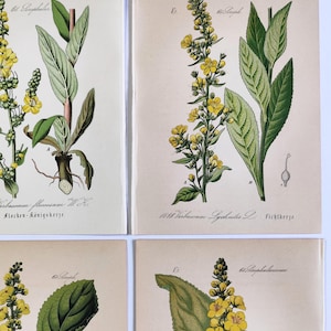 1884 SET of 4 Botanical Prints Antique Flower Prints Vintage Gardening Wall Art Floral Artwork Wildflower Home Decor Antique Plants Prints