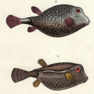 1836 - Vintage Fishing Wall Art Antique Fishes Home Decor Vintage Fish Print for Gift Hand Colored Boxfish Print Fishing Gift for Dad