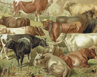 1893 Vintage Cattle Breeds Print Antique Cow Breeds Print Vintage Cows Lithograph Farmhouse Decor Farmer Gift Farming Wall Art