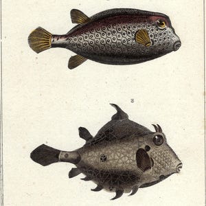 1836 - Vintage Fishes Wall Art Antique Fishing Wall Decor Vintage Boxfish Print for Gift Hand Colored Fishes Print Gift for Dad Sea Life Art
