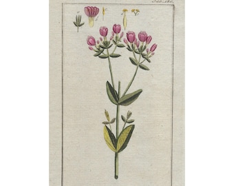 1796 GENTIANA CENTAURIUM, 18th century original print, antique botanical engraving, hand colored, flowers wall art, plants gifted decore