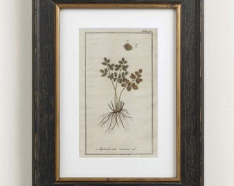 1796 HELECHOS Impresión Grabado Botánico Antiguo Plantas Arte Mural Botánica Decoración del Hogar Impresión Arte Mural Tropical Vintage Historia Natural Asplenium