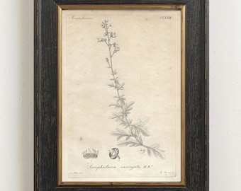 1825 Antique Botanical Plate Variegated Figwort Vintage Flower Engraving For Rustic Farmhouse Wall Decor