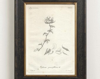 1825 Antique Botanical Print Minimalist Flower Copperplate Vintage Cottage Artwork Black and White Floral Wall Art
