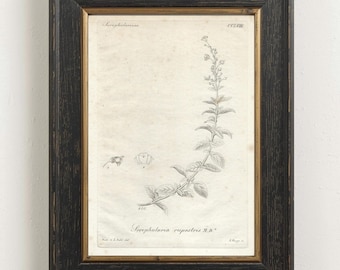 1825 Antique Botanical Print Delicate Flower Sketch Vintage Cottage Wall Art Minimalist Floral Copperplate