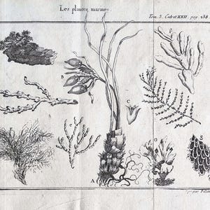 1735 Antique Marine Plants Engraving Antique Seaweed Print Vintage Botany Ar, 18th Century Natural History Algae Illustrations Ocean Flora