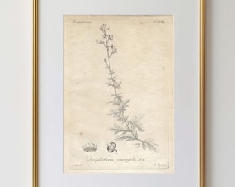 1825 Antique Botanical Print Smooth Crosswort Plant Engraving For Rustic Farmhouse Wall Decor