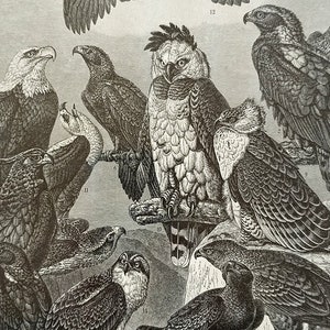Litografía de aves rapaces de 1897, impresión vintage de águilas, impresión de aves antiguas, arte mural de águilas, ornitología, decoración del hogar, obras de arte antiguas de águilas.