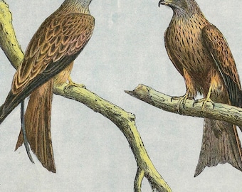 1907 Antique RED KITE Bird Print Vintage Bird Of Prey Wall Art Birdwatcher Gift Print Antique Hunting Home Decor Bird Lovers Wall Decor