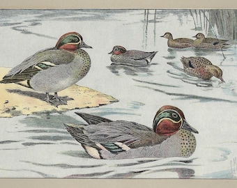 1907 Vintage Duck Print Original Antique Bird Wall Art Teal Illustration Gift for Bird Lovers Ornithology Artwork Hunting Home Decor