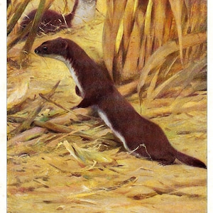 1901 Vintage WEASEL Print Wildlife Lover Decor Vintage Nature Artwork Weasel Poster for Gift Cabin Wall Decor Weasel Lodge Wall Art