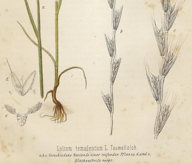 1886 Antique botanic print, color lithograph, 19 th cromolitograph, 19th Century Flower Art Print, Botanic WallArt Lolium temulentum image 4