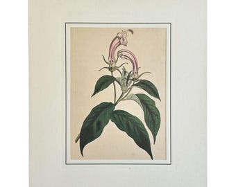 Grabado botánico antiguo original de Curtis de 1793, flores coloreadas a mano, arte mural, decoración de pared para jardinería, arte floral exótico para regalo, decoración botánica.