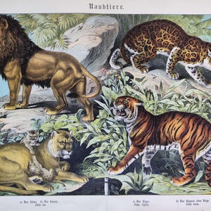 Stampa antica BIG CATS del 1886, grande stampa vintage di felini, stampa di leone, decorazione da parete di tigre, stampa di giaguaro per regalo, grande stampa da parete di storia naturale