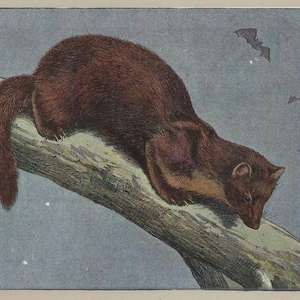 May include: A brown weasel with a long, bushy tail is perched on a branch. The weasel is looking to the right, and its fur is a rich brown colour. The background is a light blue, and there are several small white dots scattered across the background.