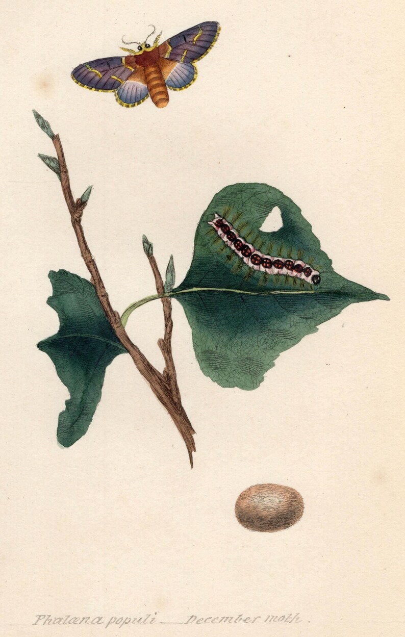 Moth Incarving Original 1820 Antique Moth Engraving by Edward Donovan, Hand-colored ...