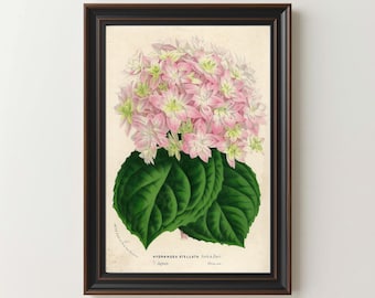 Impresión vintage de hortensias de 1869, arte mural botánico, ilustración floral antigua